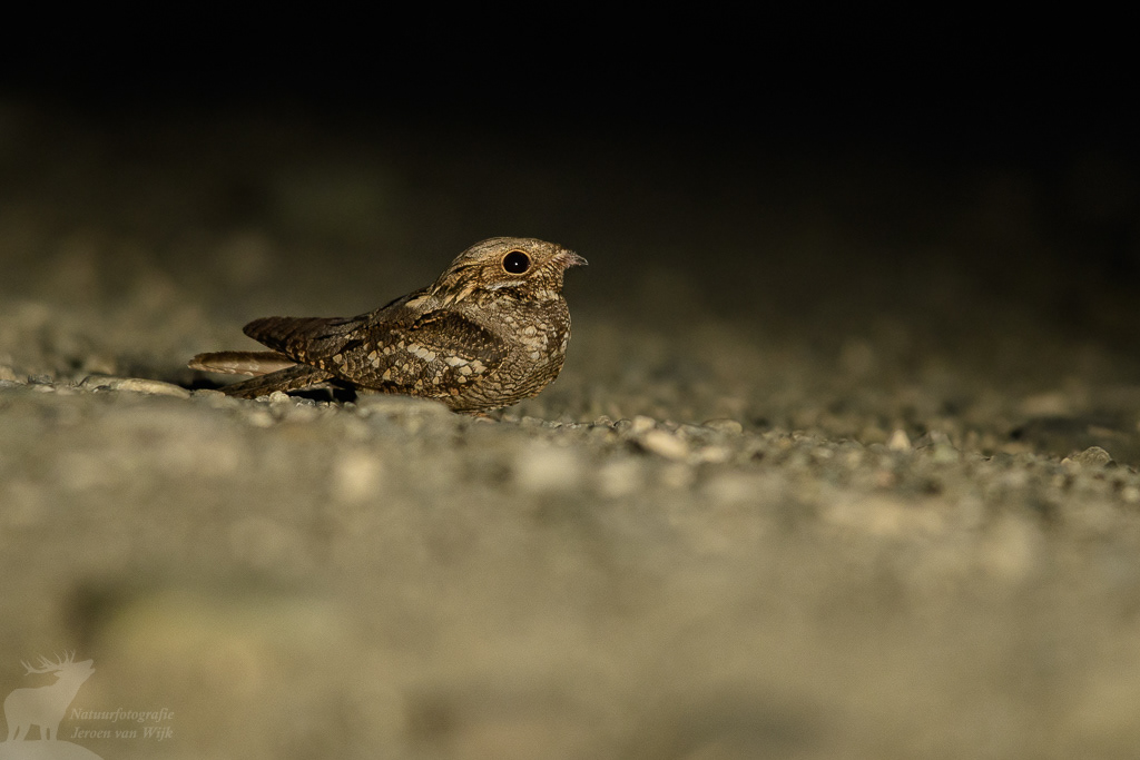 Nachtzwaluw (Caprimulgus europaeus)