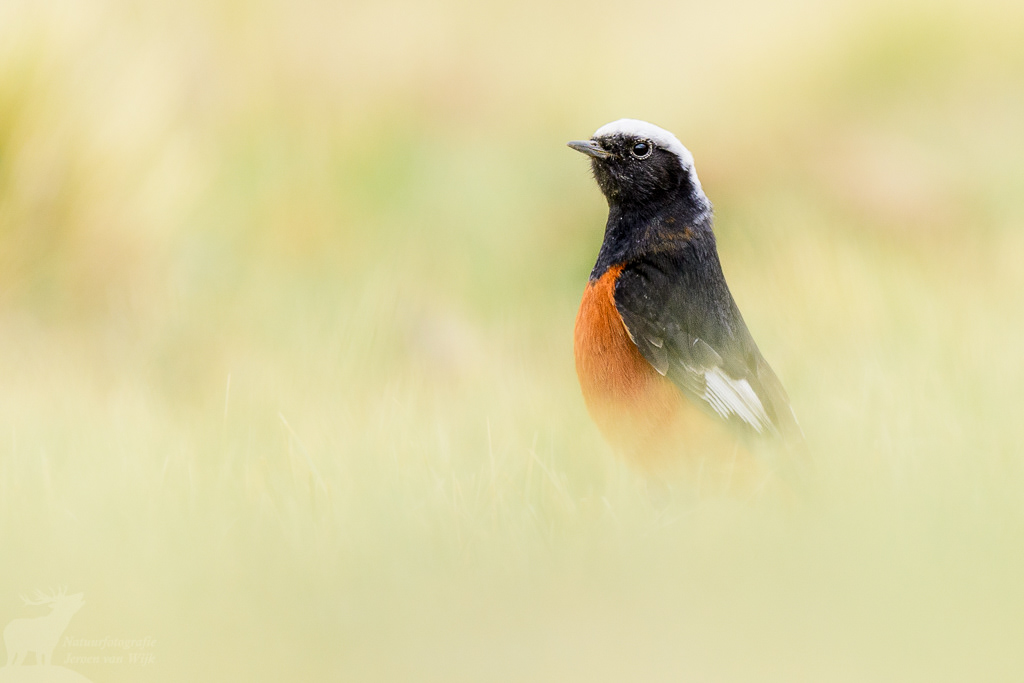 Witkruinroodstaart (Phoenicurus erythrogastrus). Tso Kar Lake, juni 2019.