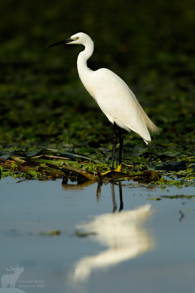Kleine zilverreiger (Egretta garzetta), Donaudelta