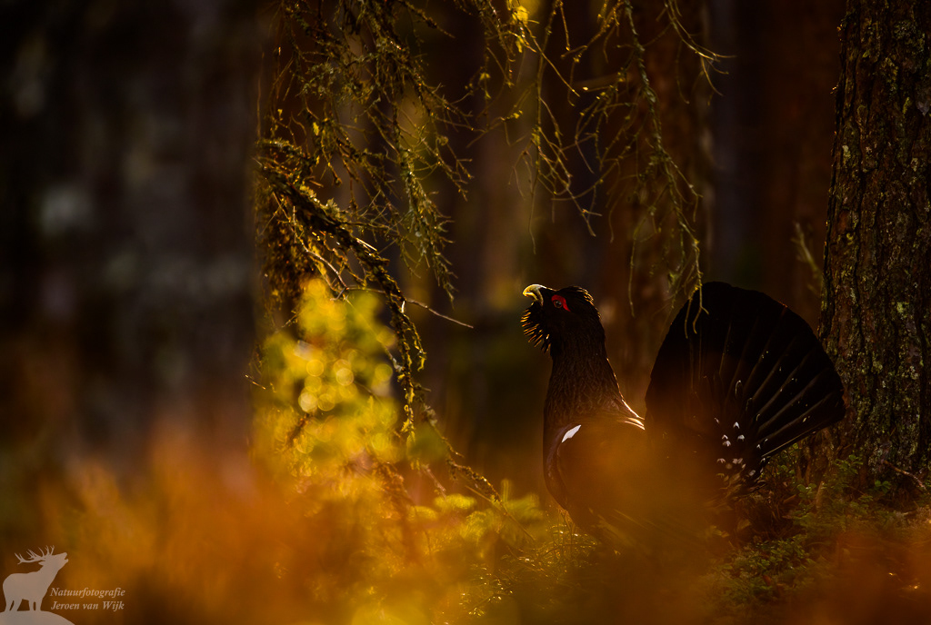 Auerhoen (Tetrao urogallus)