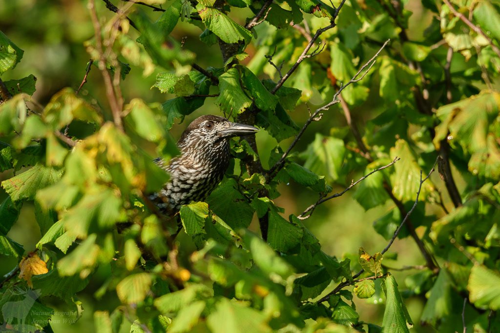 Notenkraker (Nucifraga caryocatactes)