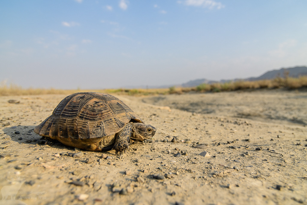 Moorse landschildpad (Testudo graeca)