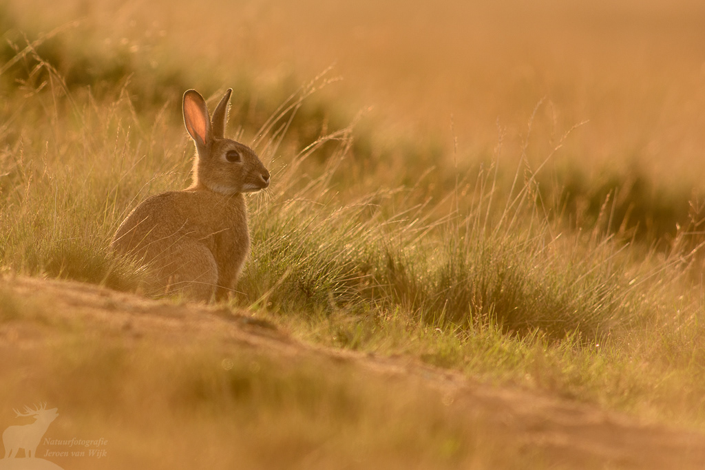 Konijn (Oryctolagus cuniculus)