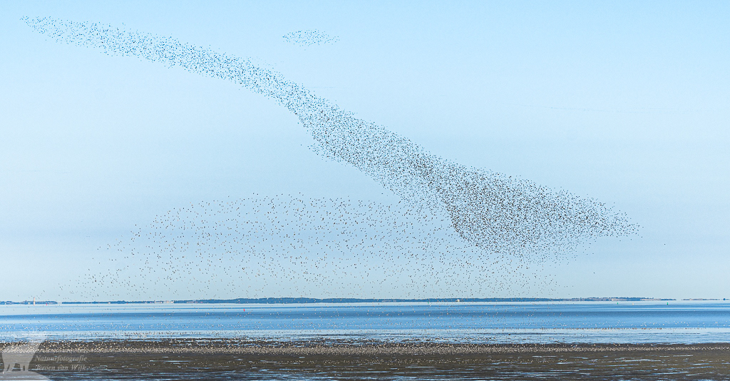 Bonte strandloper (Calidris alpina)