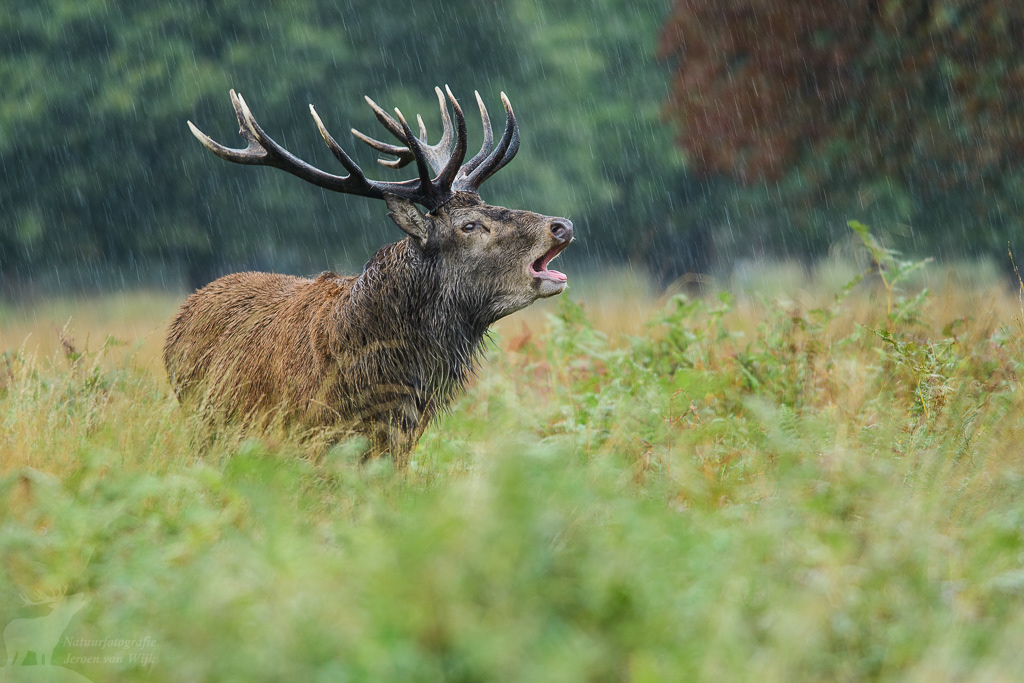 Edelhert (Cervus elaphus), Richmond Park