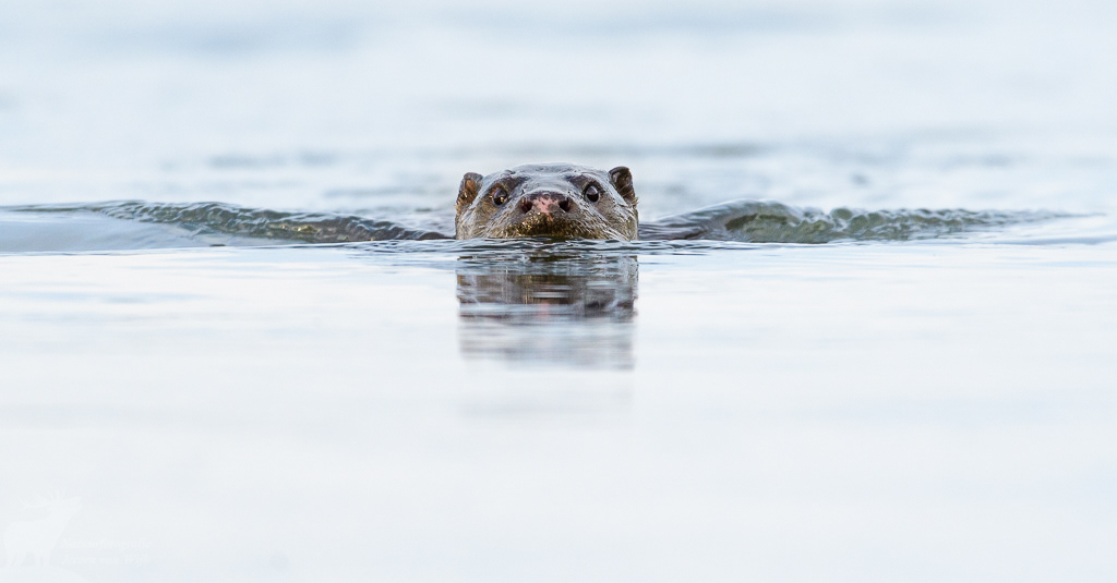Europese otter (Lutra lutra), Kerkini Lake, Griekenland