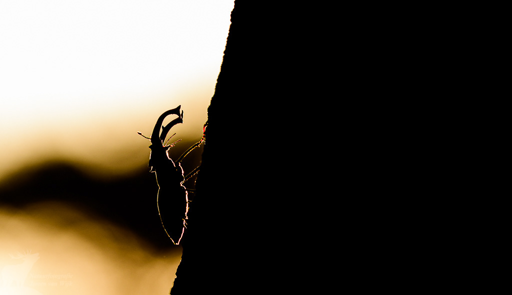 Vliegend hert (Lucanus cervus) in tegenlicht