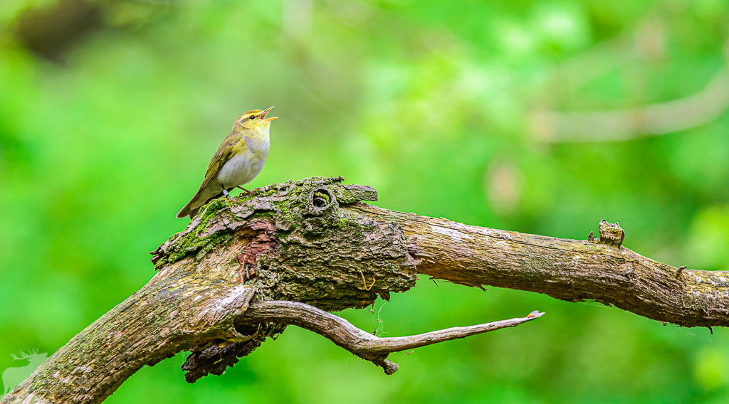 Fluiter (Phylloscopus sibilatrix)