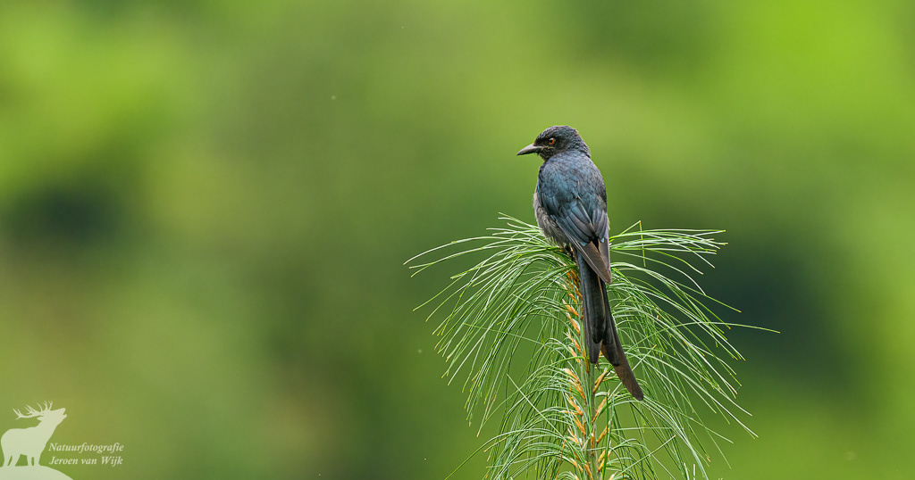 Grijze drongo (Dicrurus leucophaeus)