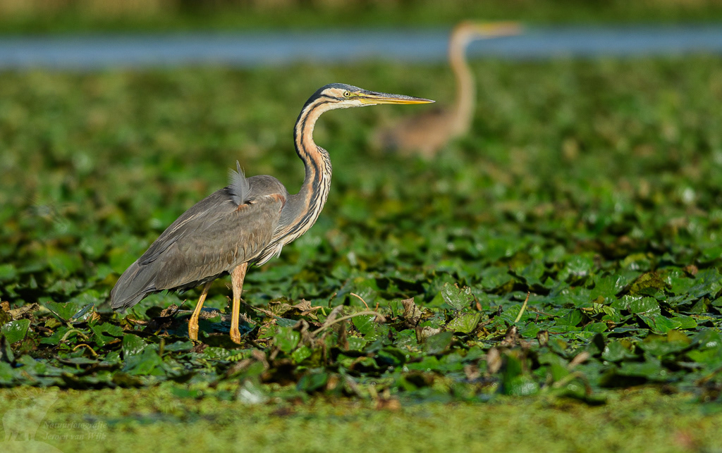 Purperreiger (Ardea purpurea), Donaudelta