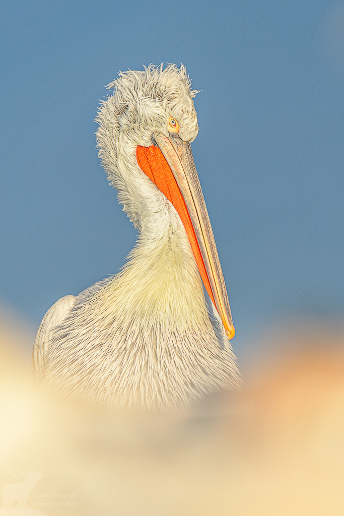 Kroeskoppelikaan (Pelecanus crispus), Kerkini Lake, Griekenland