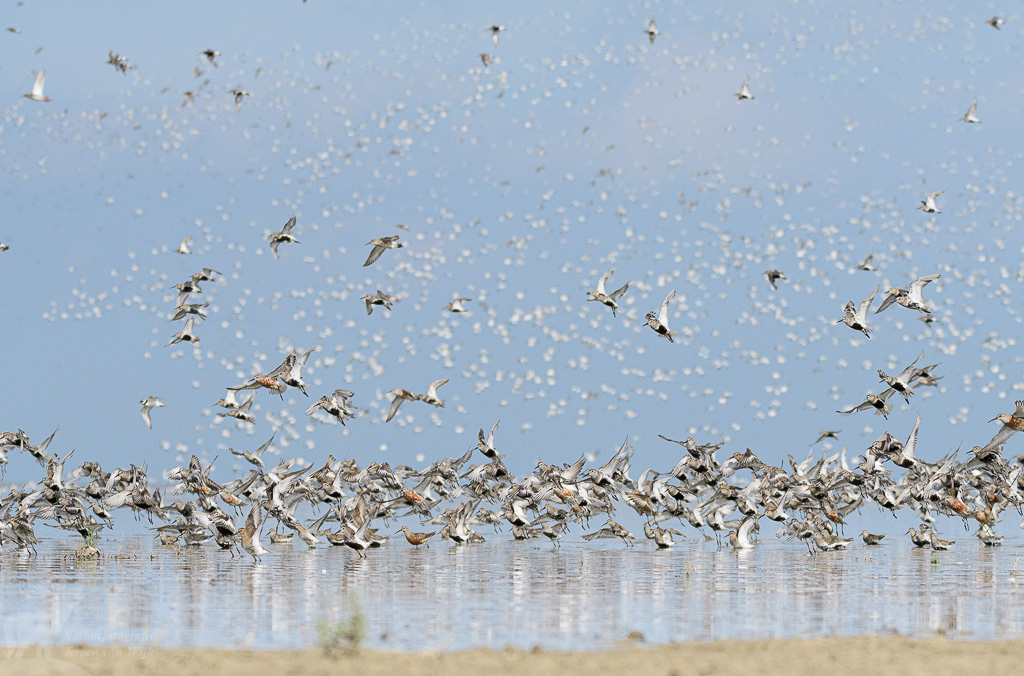 Bonte strandloper (Calidris alpina)
