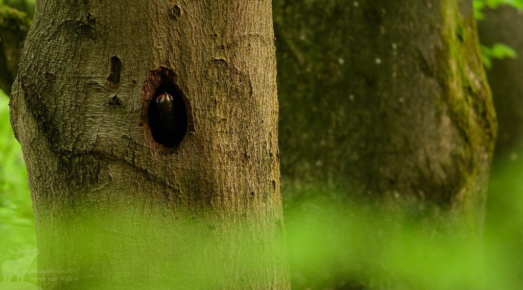 Zwarte specht (Dryocopus martius)