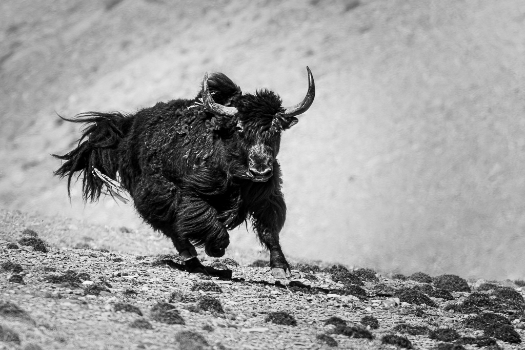 Gedomesticeerde jak (Bos grunniens). Hanupatta, juni 2019.