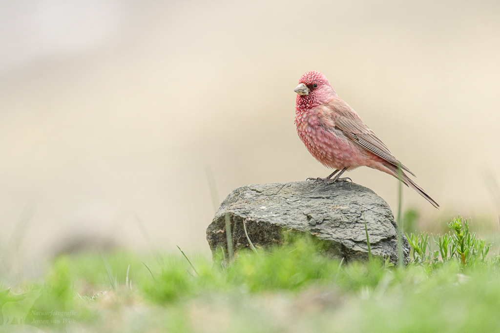 Grote roodmus (Carpodacus rubicilla). Photoksar, juni 2019.