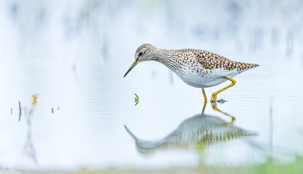 Bosruiter (Tringa glareola)