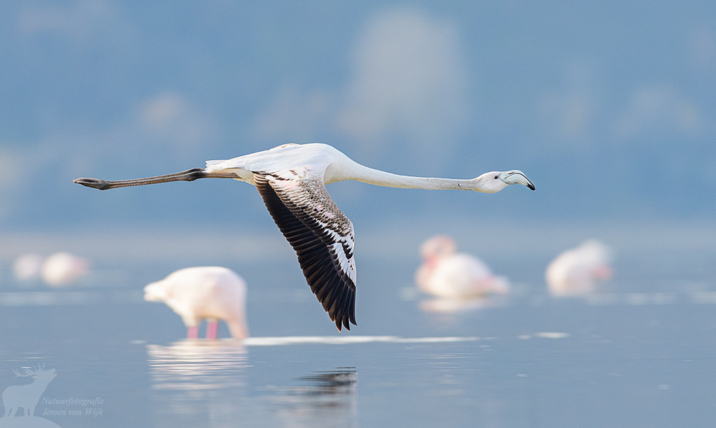 Flamingo (Phoenicopterus roseus), Kerkini Lake, Griekenland