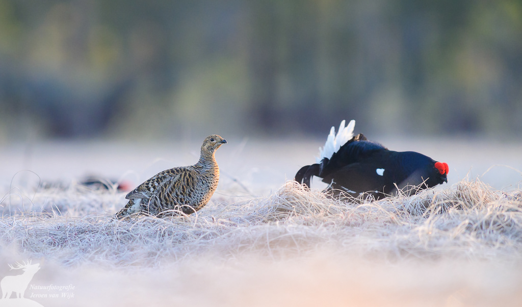 Vrouwtje en mannetje korhoen (Lyrurus tetrix)