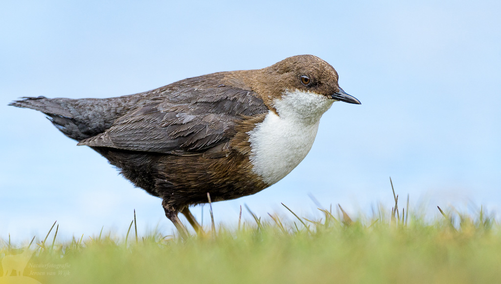 White-thoated dipper (Cinclus cinclus). Tangtse, juli 2019.