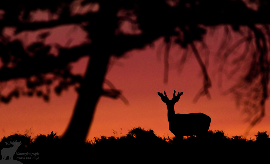 Edelhert (Cervus elaphus)