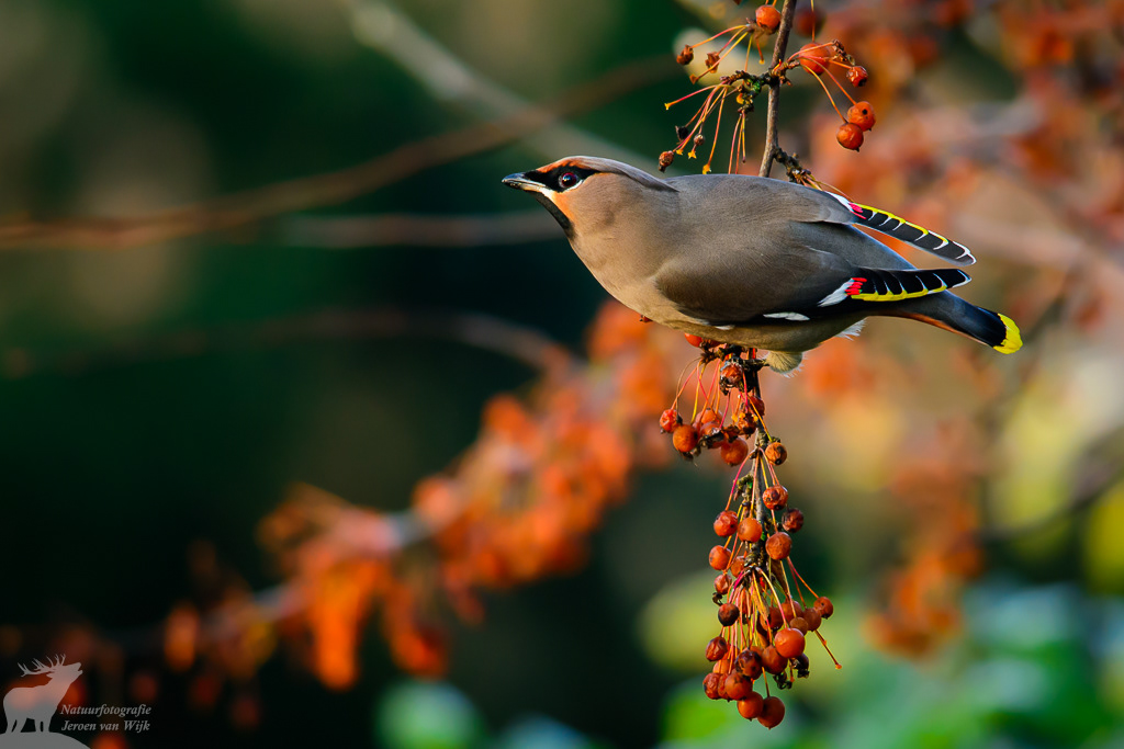 Pestvogel (Bombycilla garrulus)