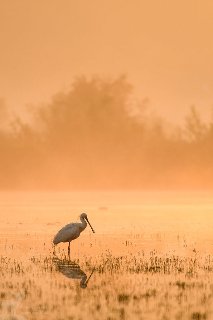 Lepelaar (Platalea leucorodia)