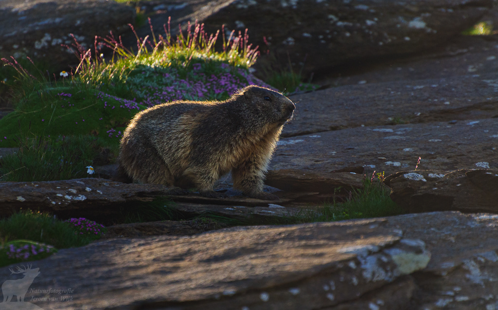Alpenmarmot (Marmota marmota)