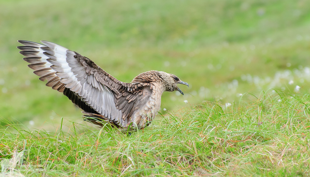 Grote jager (Stercorarius skua), Runde, Noorwegen, 2010.