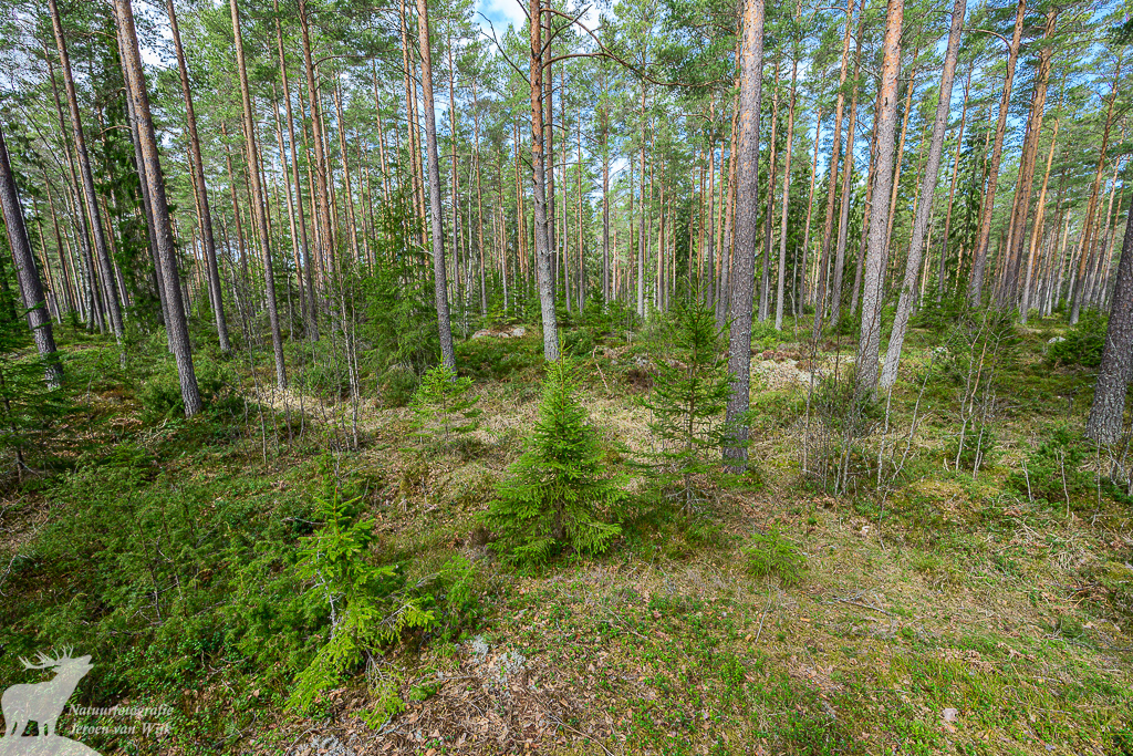 Typisch Scandinavisch bos