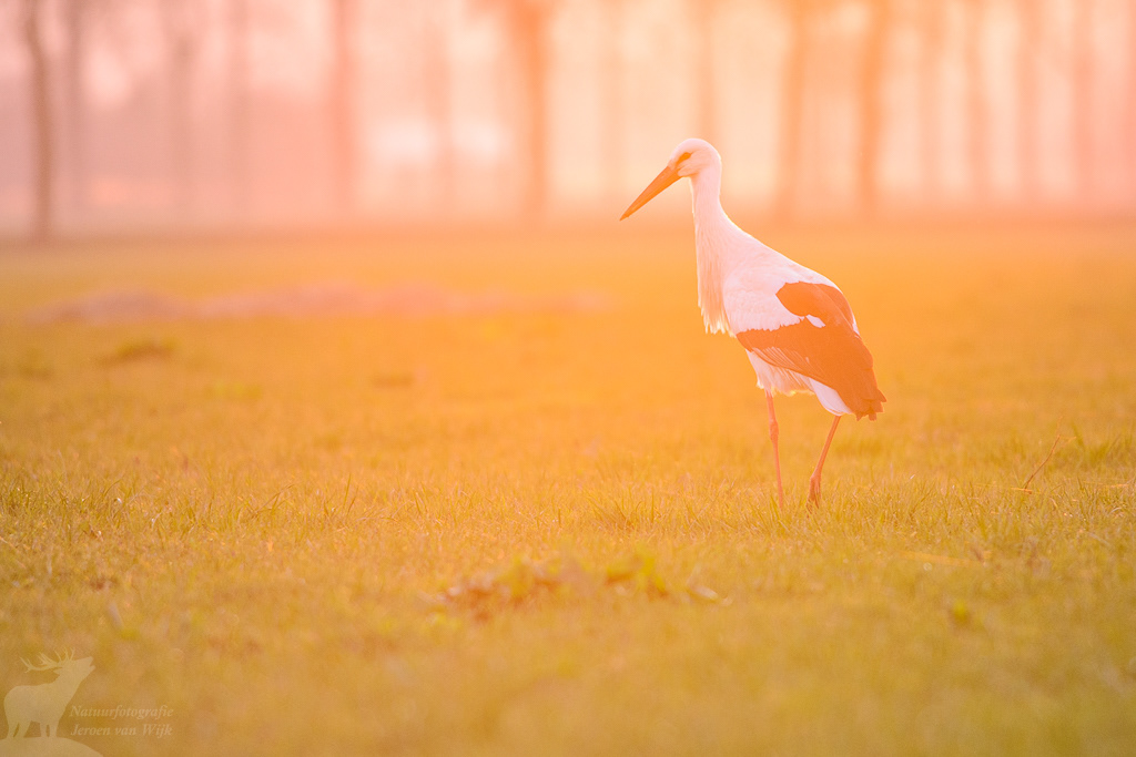 Ooievaar (Ciconia ciconia)