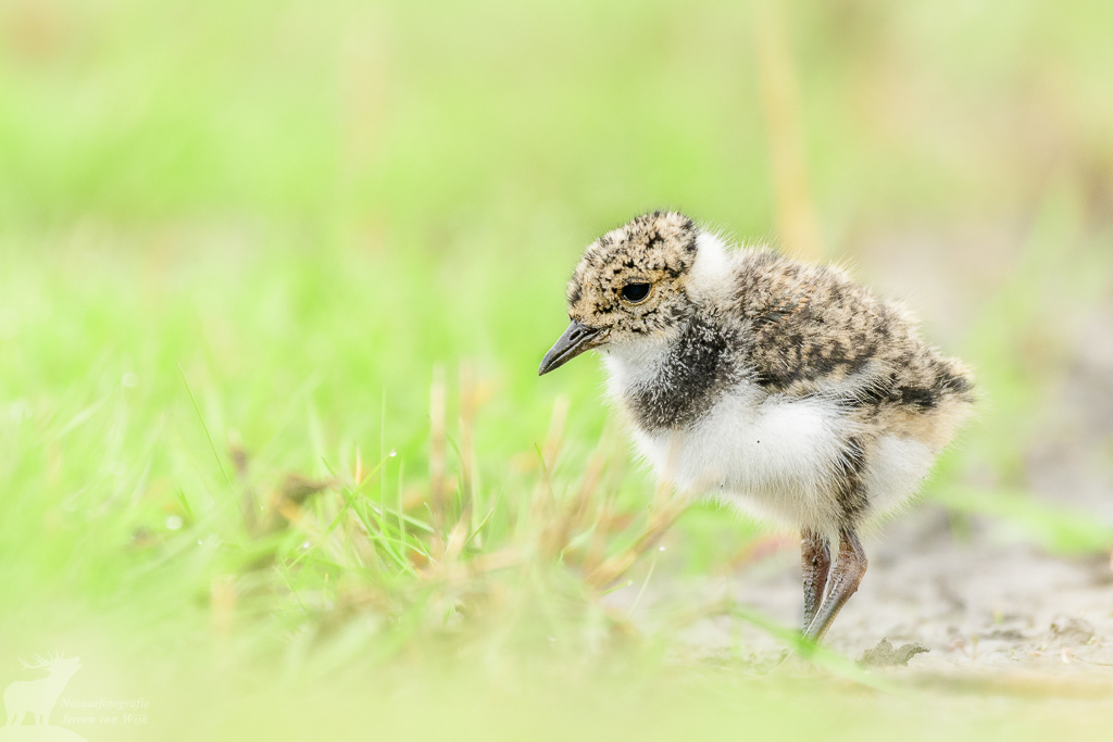 Kievit (Vanellus vanellus)