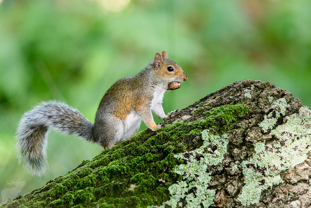 Grijze eekhoorn (Sciurus carolinensis)