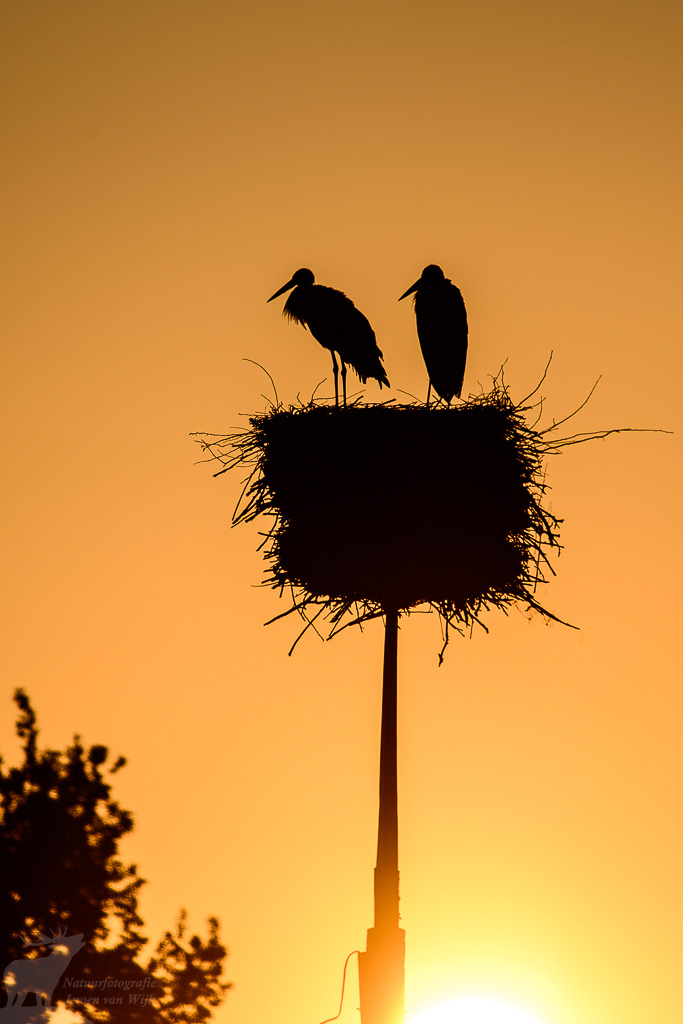 Ooievaars (Ciconia ciconia) bij zonsopkomst