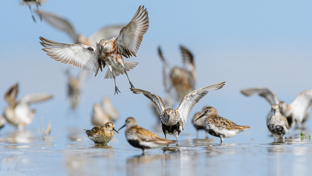 Bonte strandloper (Calidris alpina) en Krombekstrandloper (Calidris ferruginea)