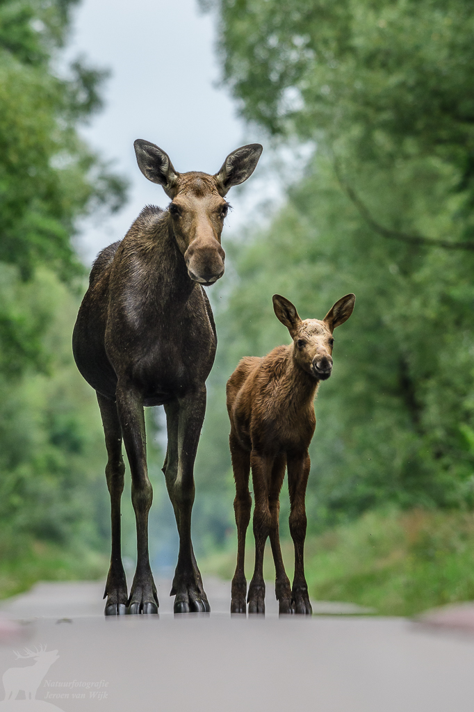 Eland (Alces, alces) moeder en kalf, Biebrza