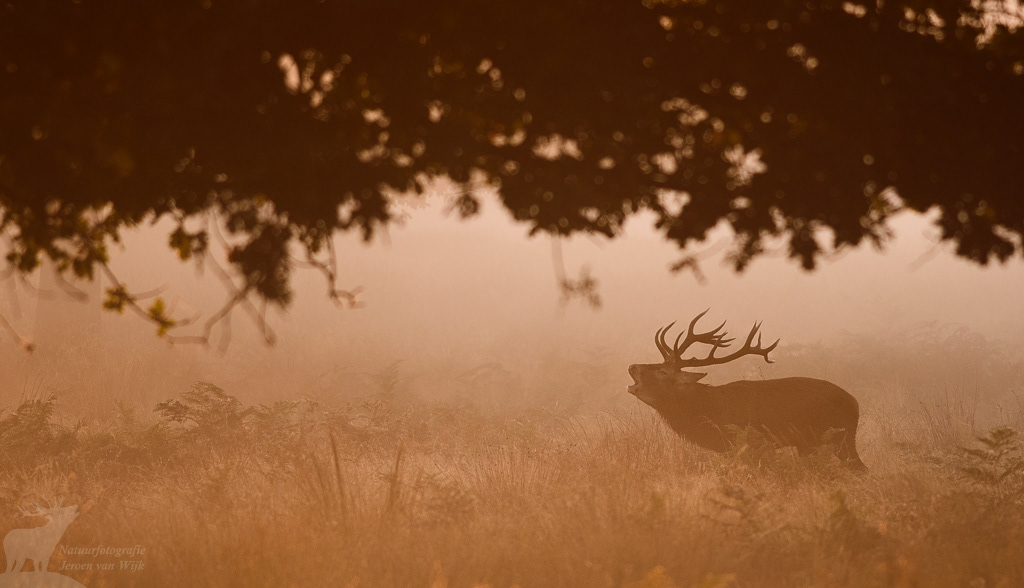 Edelhert (Cervus elaphus), Richmond Park