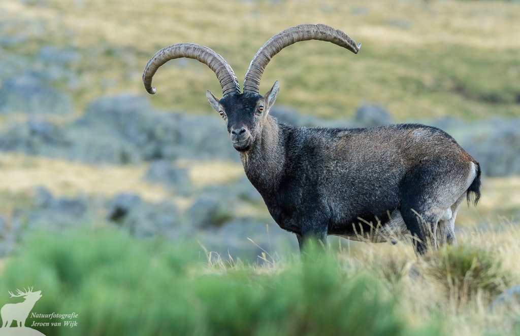 Spaanse steenbok (Capra pyrenaica), Sierra de Gredos