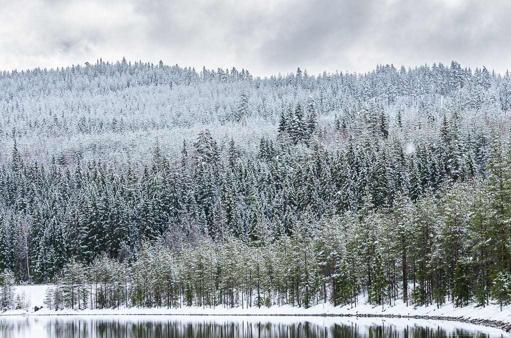 Besneeuwde sparren langs de Österdalälven