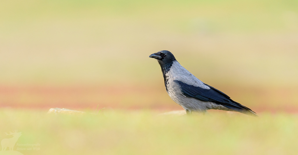 Bonte kraai (Corvus cornix), Kerkini Lake, Griekenland