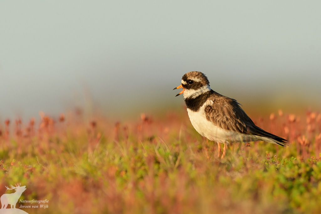 Bontbekplevier (Charadrius hiaticula), Ljungdalsfjällen, Zweden, 2021.