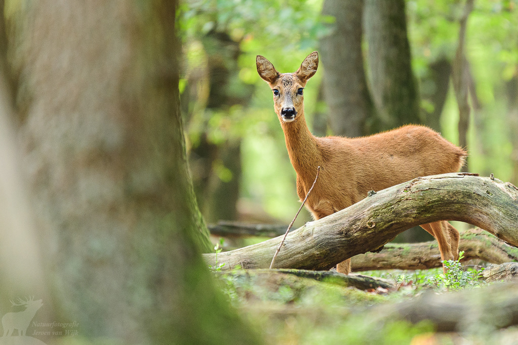 Ree (Capreolus capreolus)
