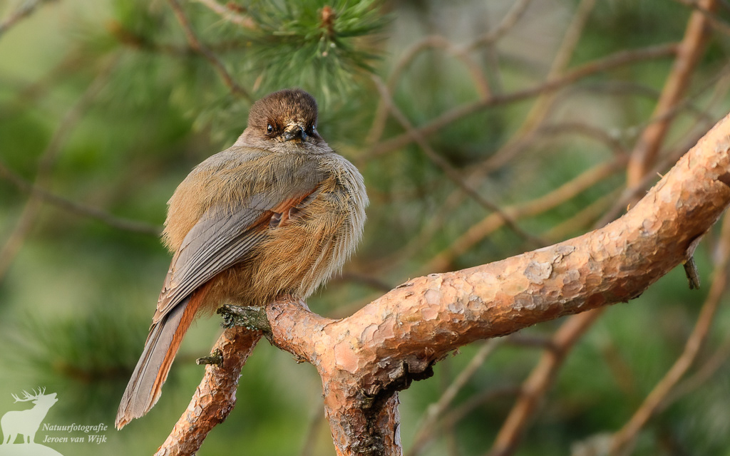 Taigagaai (Perisoreus infaustus)