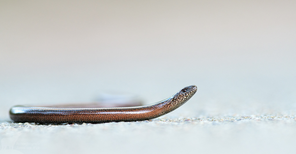 Hazelworm (Anguis fragilis)