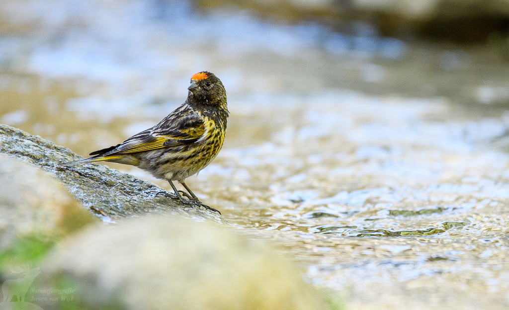 Roodvoorhoofdkanarie (Serinus pusillus). Leh, mei 2019.