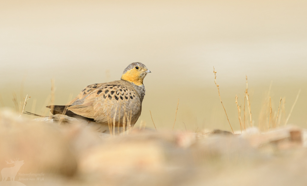 Tibetaans steppehoen (Syrrhaptes tibetanus). Tso Kar Lake, juni 2019.