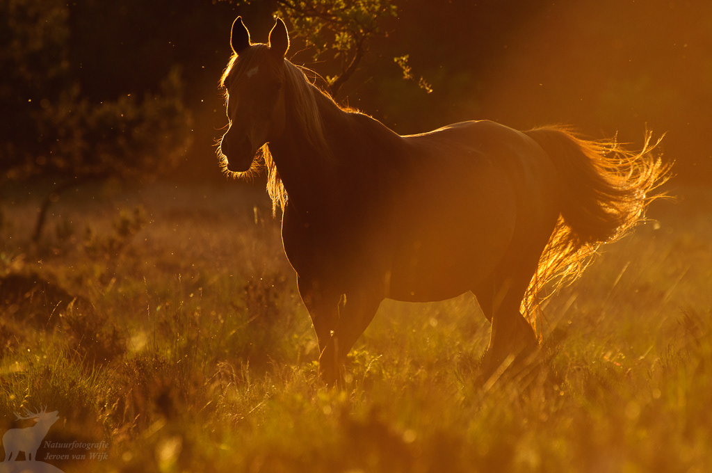 New forest pony (Equus ferus caballus)