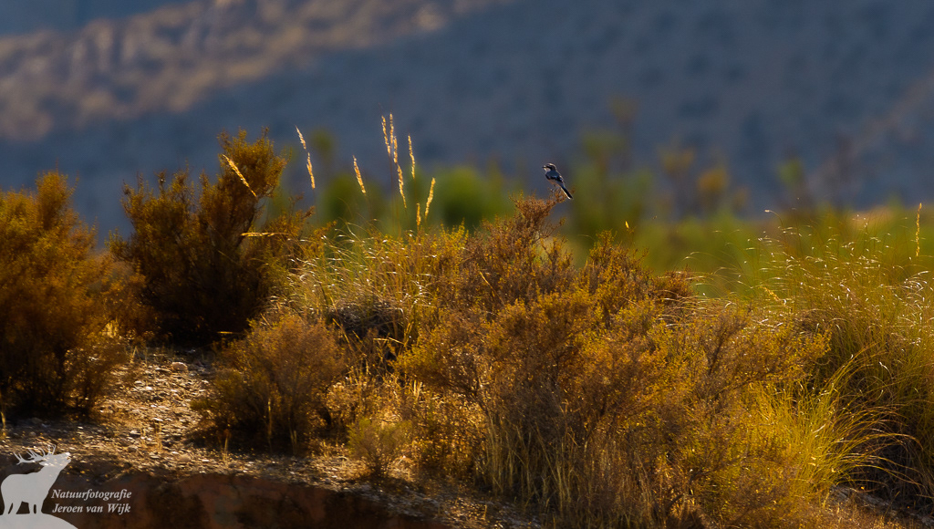 Iberische klapekster (Lanius meridionalis), Tabernaswoestijn
