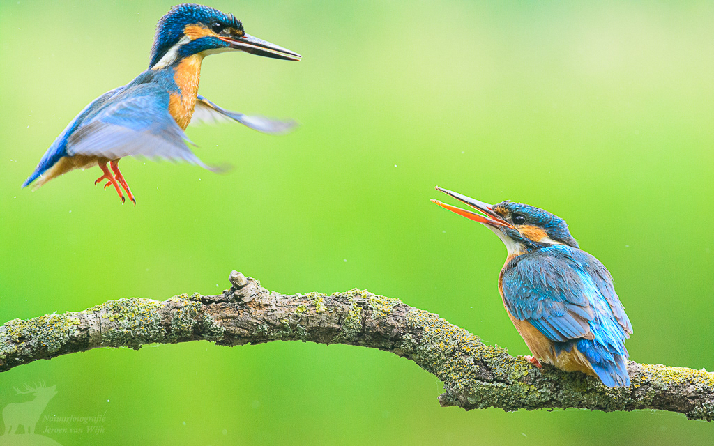 IJsvogel (Alcedo atthis)