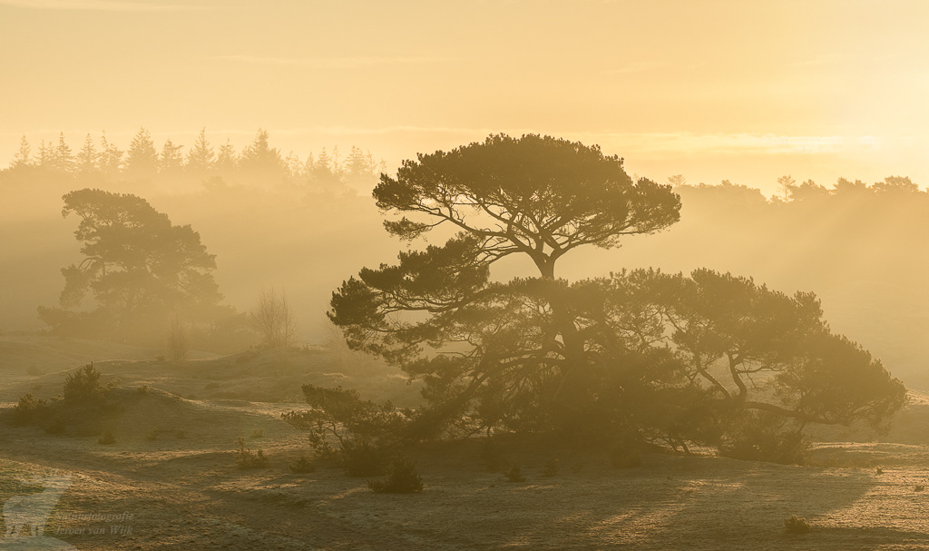 Vliegdennen in de mist bij zonsopkomst