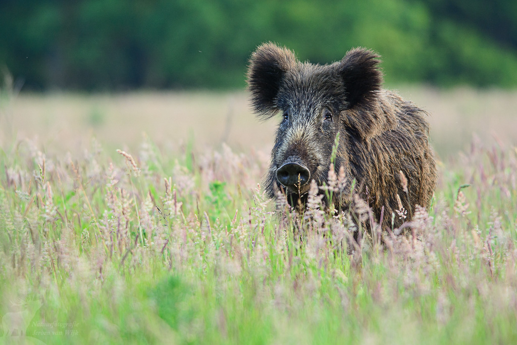 Wild zwijn (Sus scrofa)